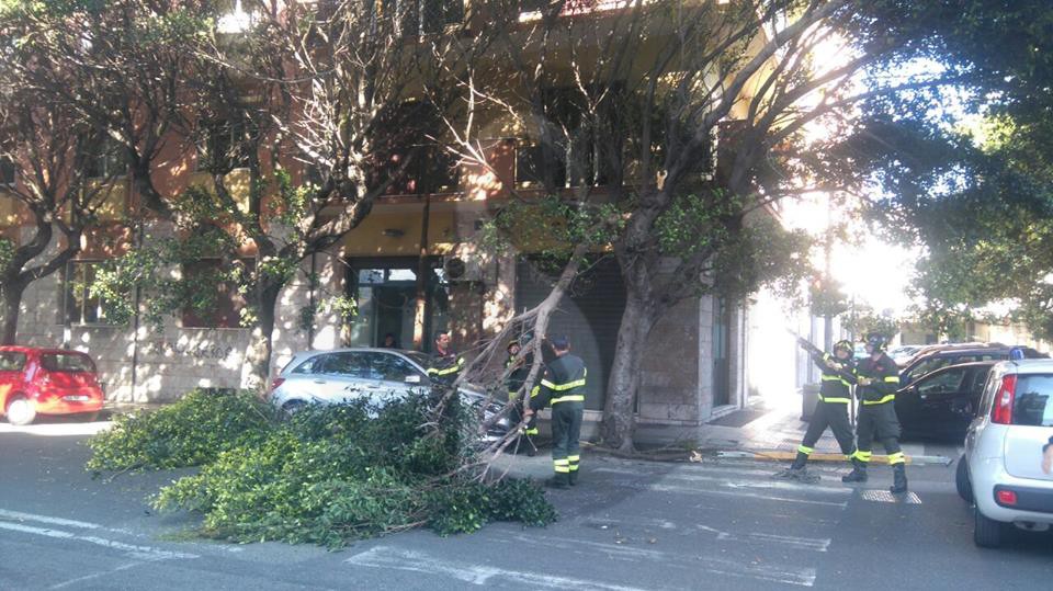 Messina albero caduto 1 Sicilians