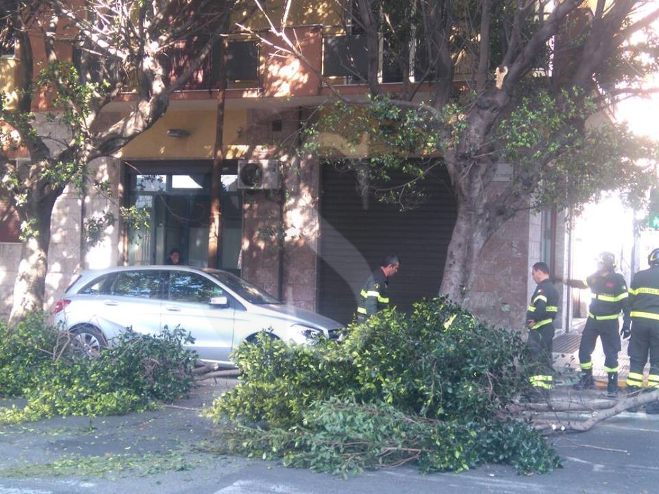 Messina albero caduto 3 Sicilians