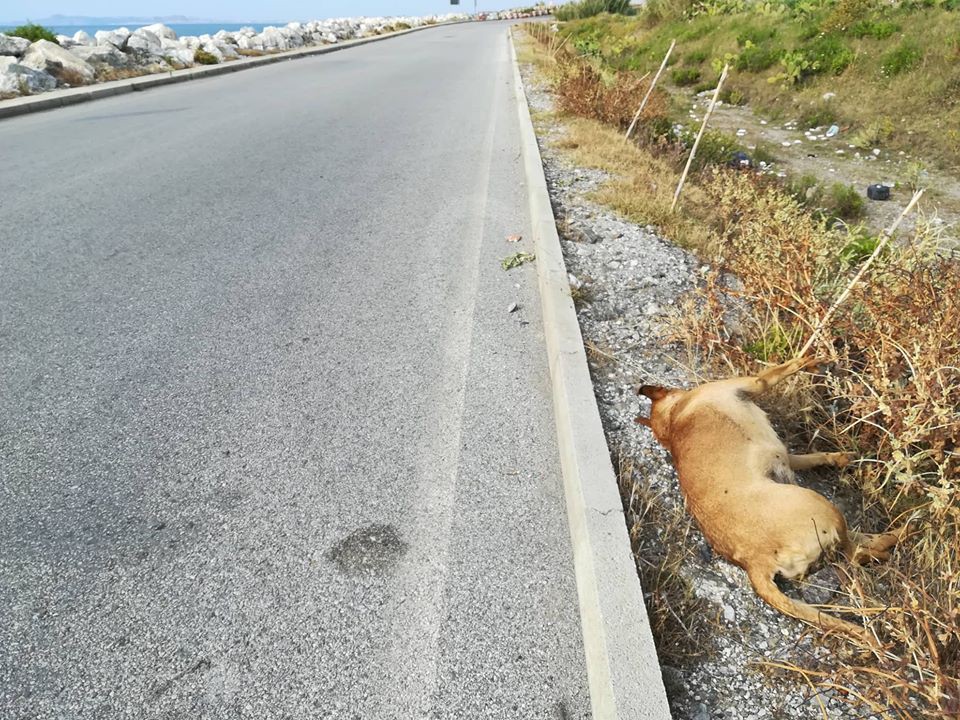 Barcellona cane morto 1 Sicilians