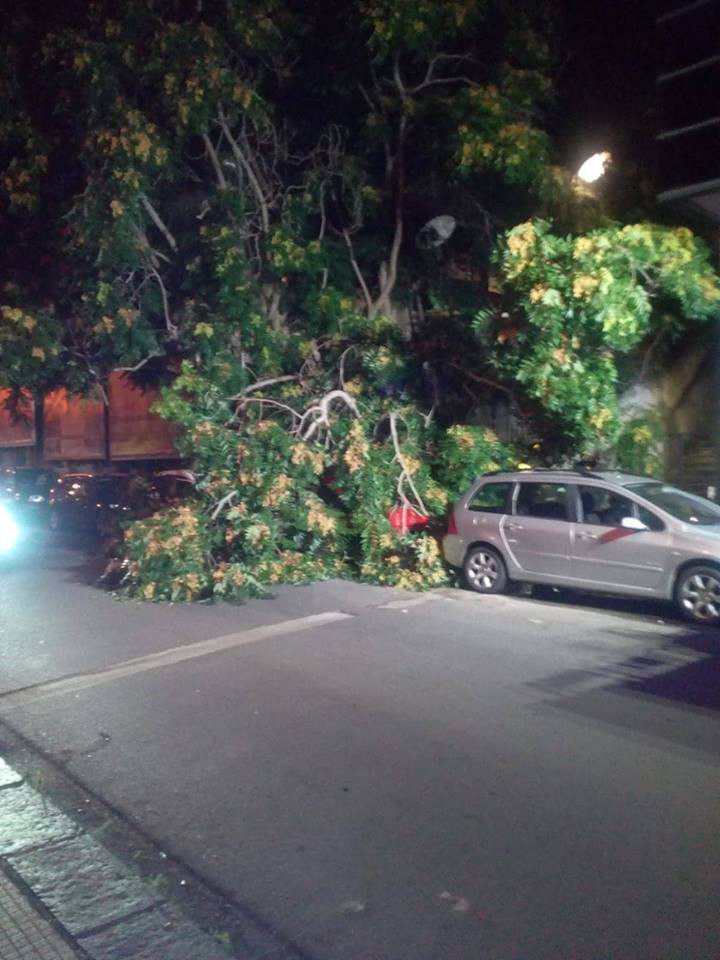 Messina albero caduto 2 Sicilians