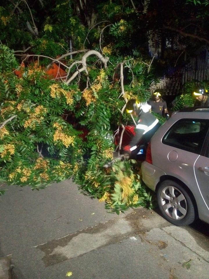Messina albero caduto 4 Sicilians