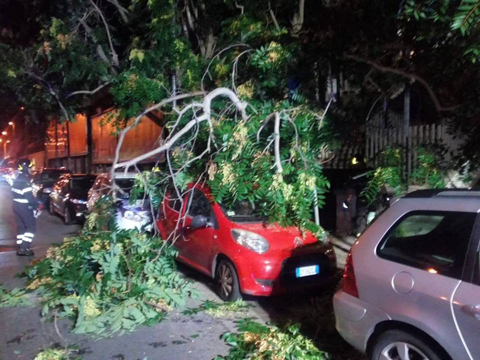 Messina albero caduto 5 Sicilians