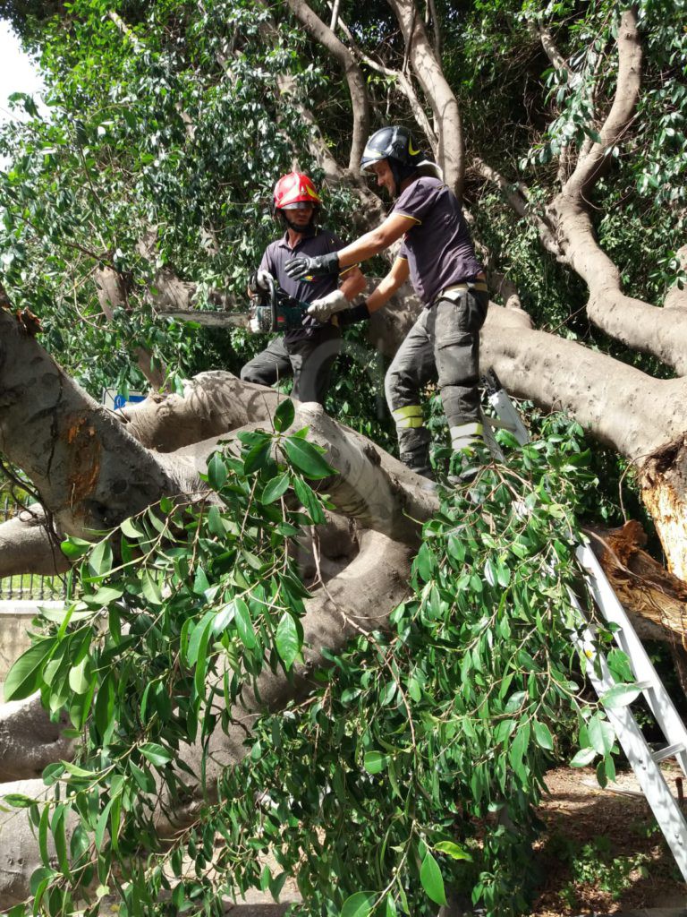 Messina crollo albero viaTommasoCannizzaro 14 Sicilians