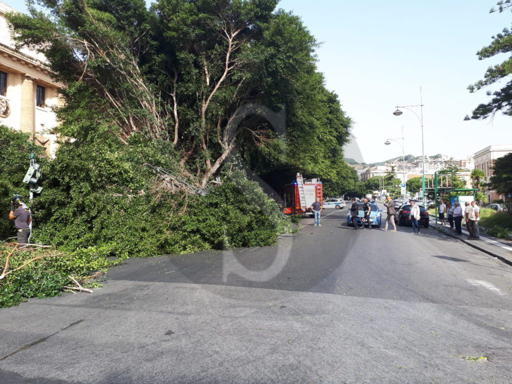 Messina crollo albero viaTommasoCannizzaro 1 Sicilians
