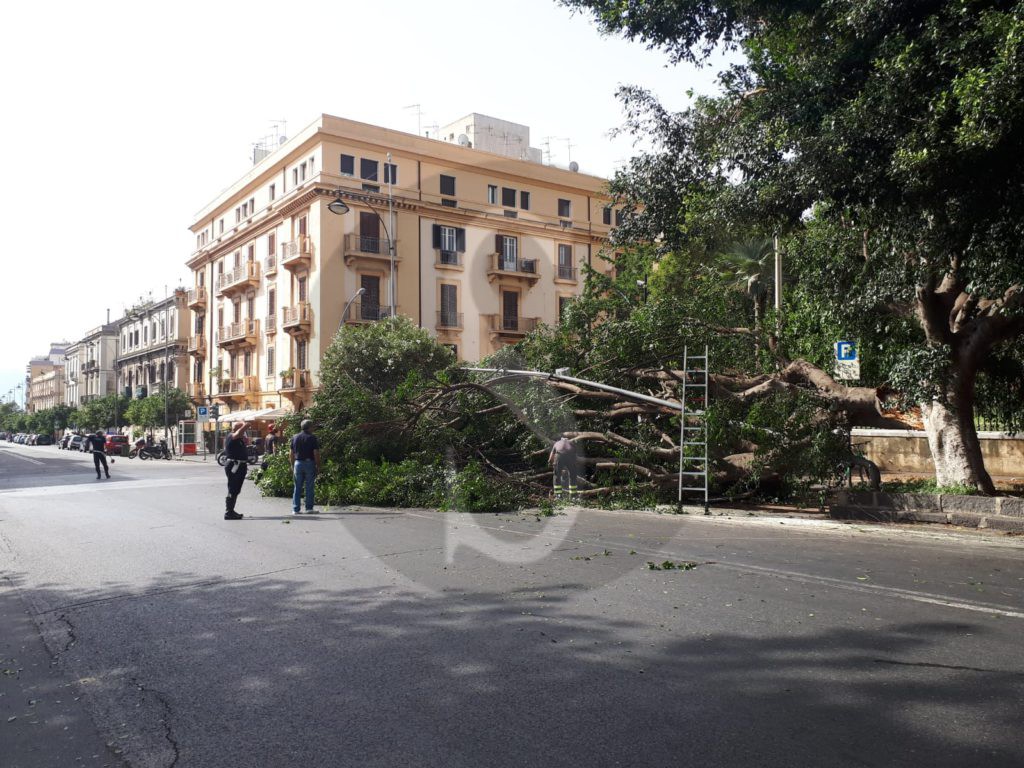 Messina crollo albero viaTommasoCannizzaro 6 Sicilians