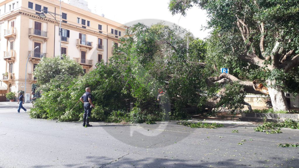 Messina crollo albero viaTommasoCannizzaro 8 Sicilians