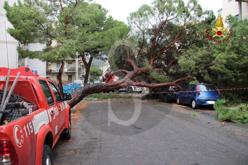 Messina caduta albero vialeReginaMargherita 11 Sicilians