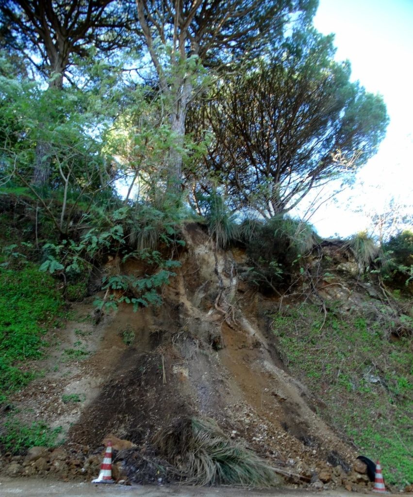 Messina crollo alberi ColliSarrizzo 2 Sicilians