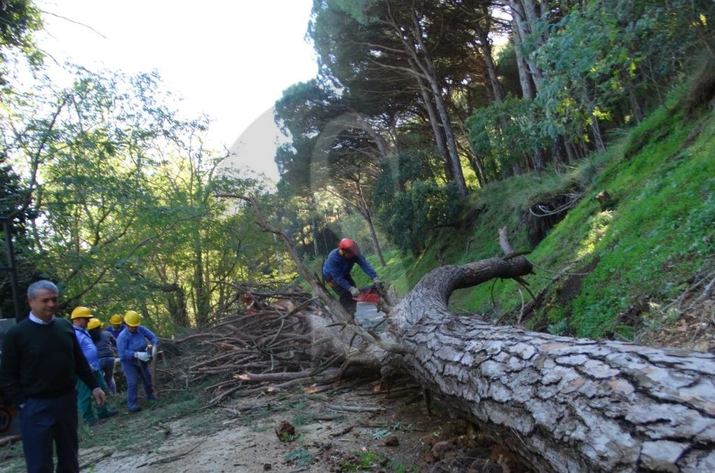 Messina crollo alberi ColliSarrizzo 7 Sicilians