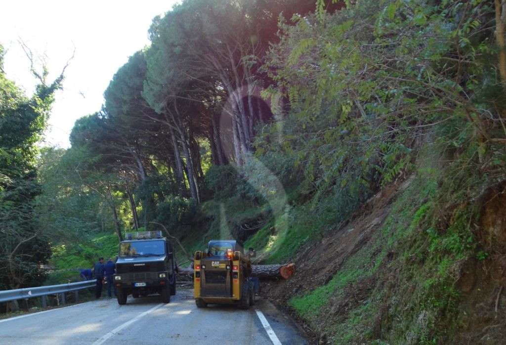 Messina crollo alberi ColliSarrizzo 8 Sicilians