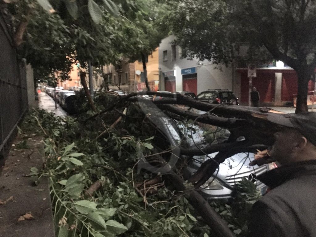 Messina crollo albero vialePrincipeUmberto 2 Sicilians