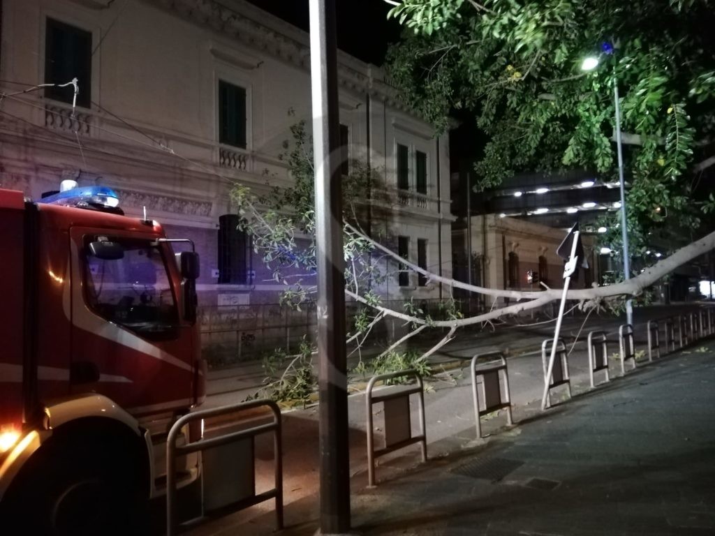 Messina albero caduto viaISettembre 1 Sicilians