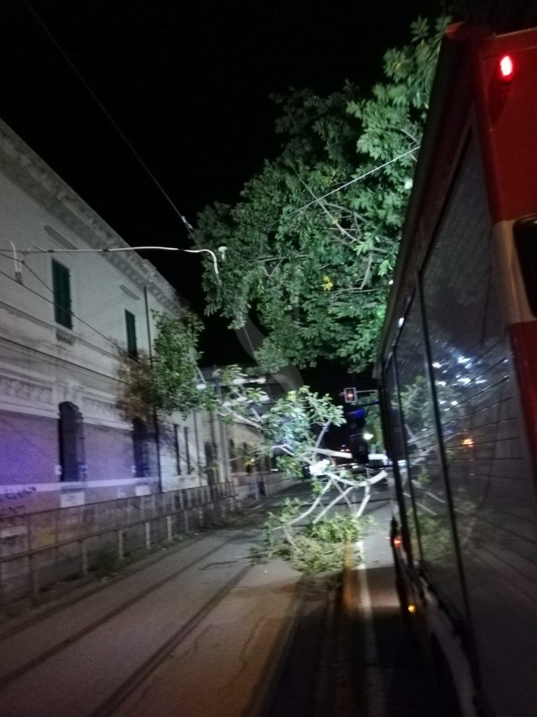 Messina albero caduto viaISettembre 2 Sicilians