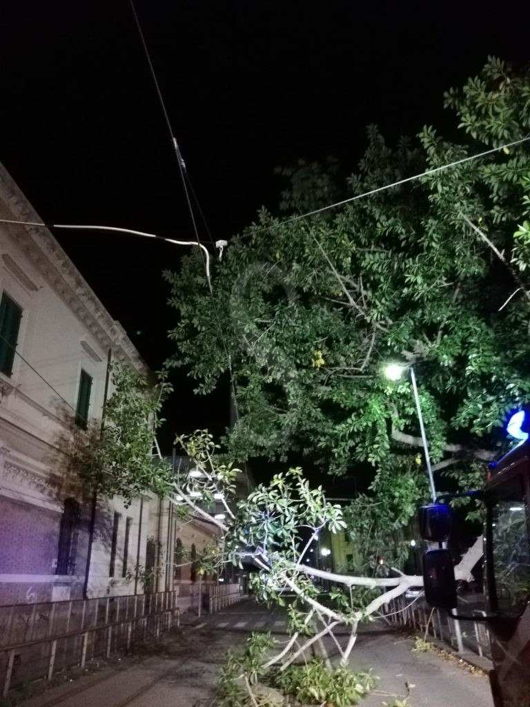 Messina albero caduto viaISettembre 3 Sicilians