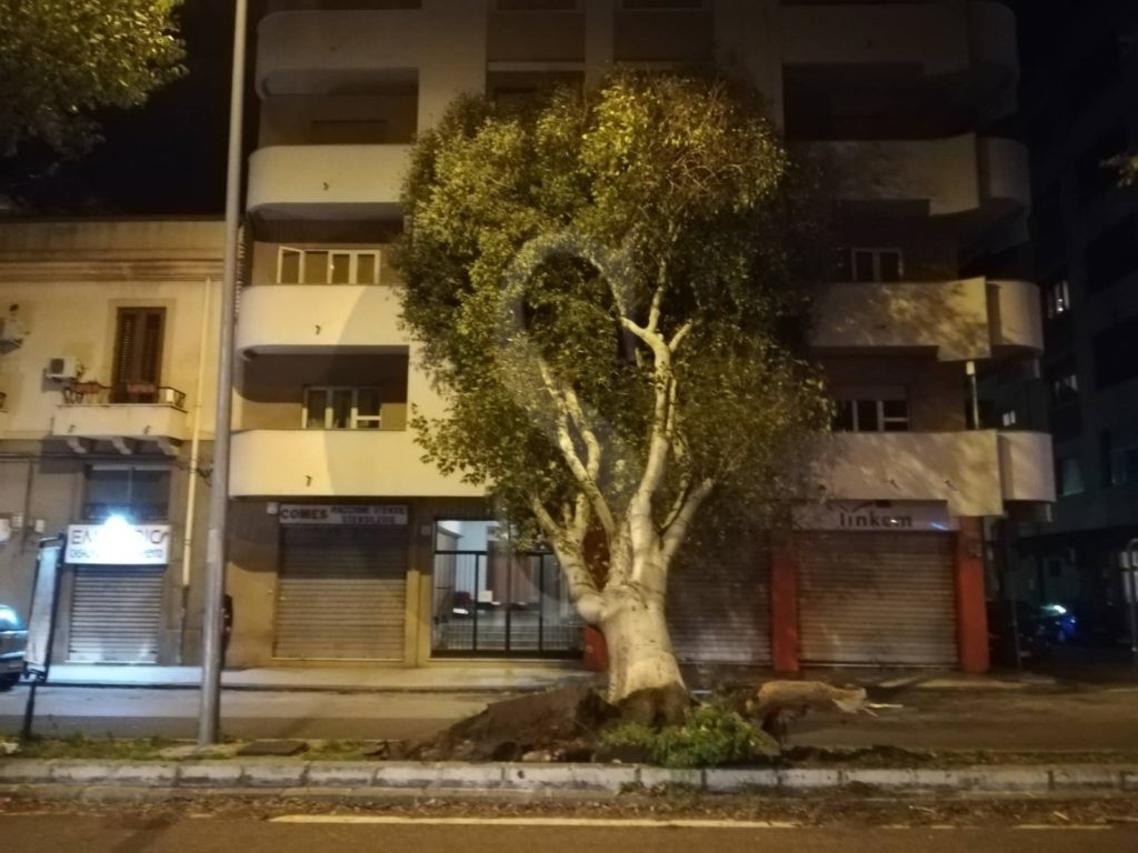 Messina albero caduto viaLaFarina 1 Sicilians